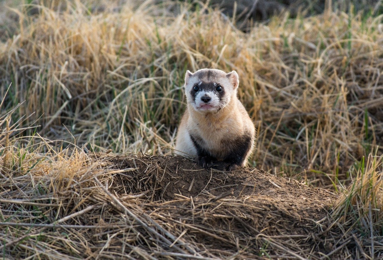 a little furry animal in a field of dry grass looking at the camera 